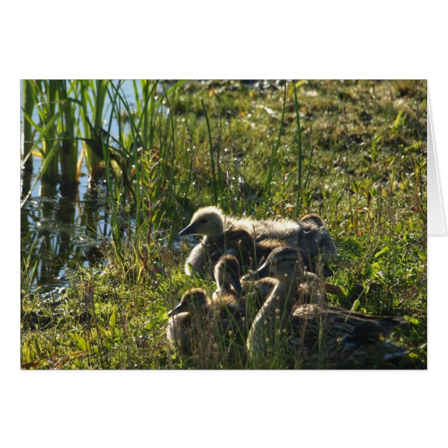 採用ベビーグース (正面横)