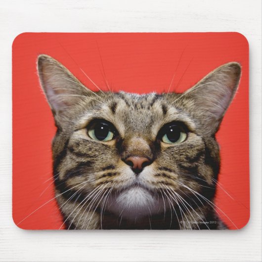 探し日本のている猫 マウスパッド (正面)