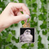 探るようなポートレートの詮索するサーカー《鳥》ハヤブサ キーホルダー (手)