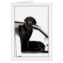 探究的なブラックラボ