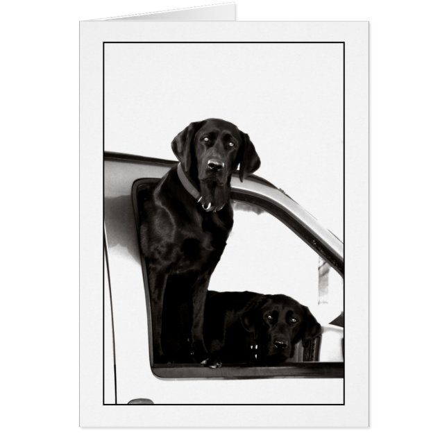 探究的なブラックラボ (正面)