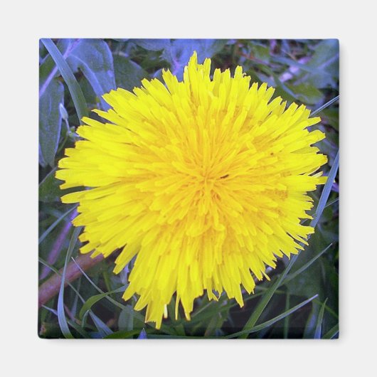 接地型日照磁石 マグネット (正面)