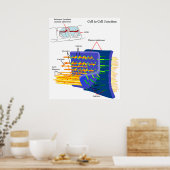 接着接合部蛋白質複合体図 ポスター (キッチン)