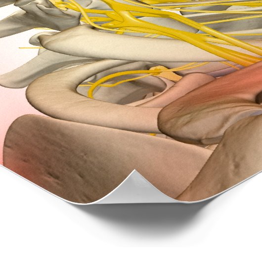 描写神経の ポスター (角)