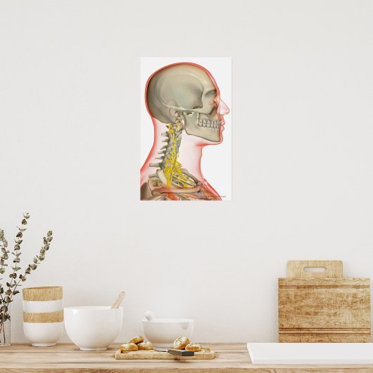 描写神経の ポスター (キッチン)