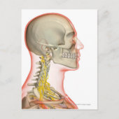 描写神経の ポストカード (正面)