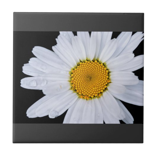 提供する タイル (正面)