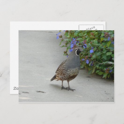 揺れる ポストカード (正面/裏面)