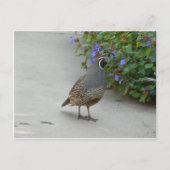 揺れる ポストカード (正面)