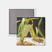 揺れシーホース – 磁石 (正面/裏面)