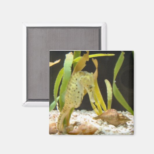 揺れシーホース – 磁石 (正面/裏面)