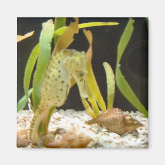 揺れシーホース – 磁石 (正面)