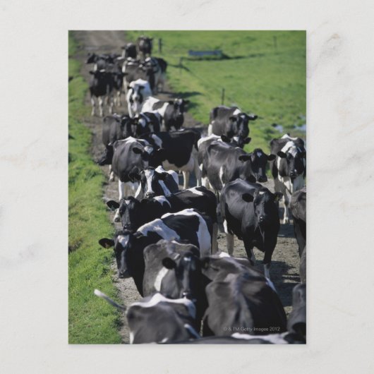 搾乳を待つ乳牛 ポストカード (正面)