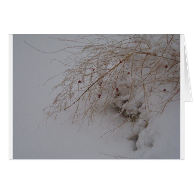 播くことを行くアスパラガス (正面横)