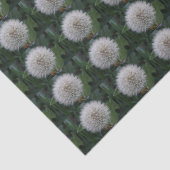 播種タンポポ花ティッシュペーパー 薄葉紙 (詳細)