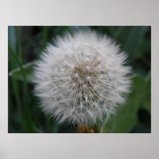 播種タンポポ ポスター (正面)