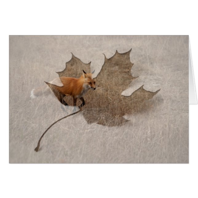 操業のキツネ (正面横)