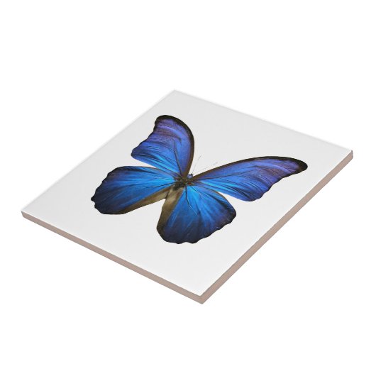 放射青い蝶 タイル (側面)