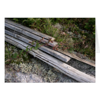 放棄されたエビ取りかごの肋骨、再合同する自然