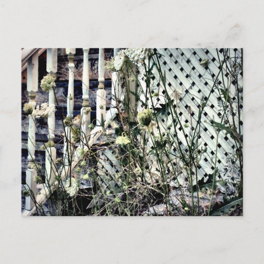 放棄されたハウスフロントステップクイーンアンズレース ポストカード (正面)