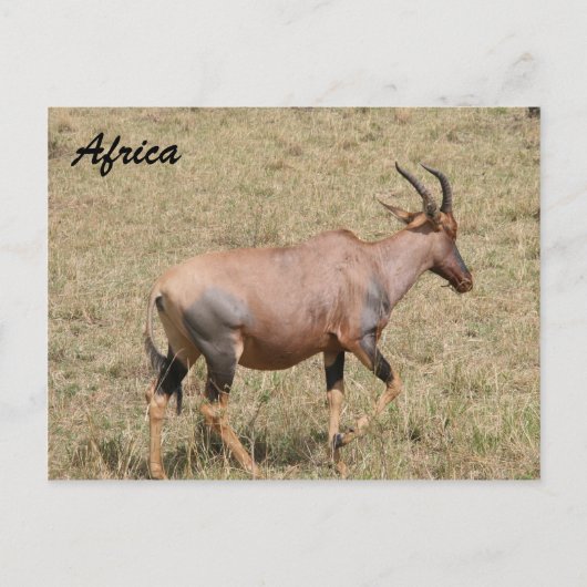 放浪 ポストカード (正面)