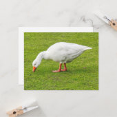 放牧エムデンガチョウ カード (正面/裏面インサイチュ)