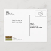 放牧エルクカップルありがとうはがき ポストカード (裏面)