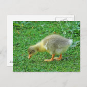 放牧ゴスリング。ロアースパーク湖、カーディフ、ウェールズ。 ポストカード (正面/裏面)