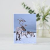 放牧パーソナライズされたトナカイの写真 ポストカード (スタンド正面)