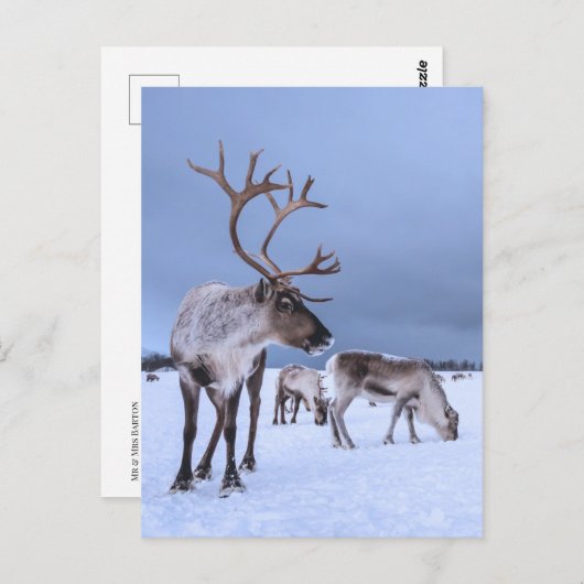 放牧パーソナライズされたトナカイの写真 ポストカード (正面/裏面)