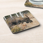 放牧ブルムース コースター (左側)