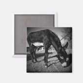 放牧ロバ磁石 マグネット (正面/裏面)