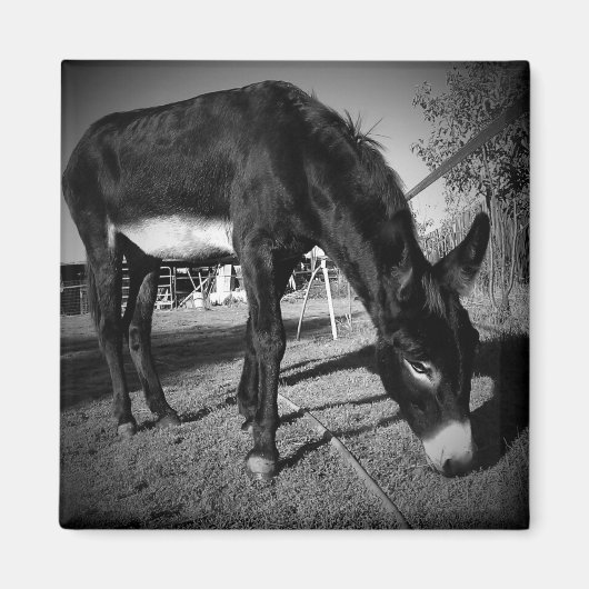 放牧ロバ磁石 マグネット (正面)