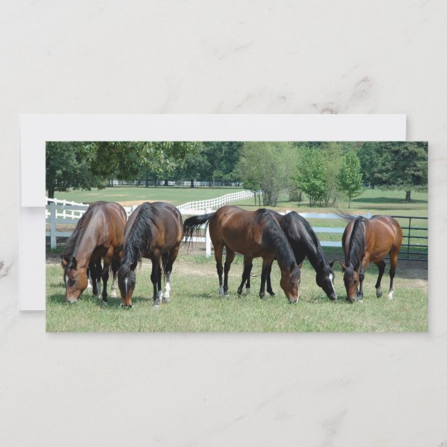 放牧四季馬 (正面)