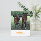 放牧地の馬 ポストカード (スタンド正面)