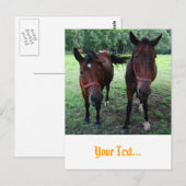 放牧地の馬 ポストカード (正面/裏面)