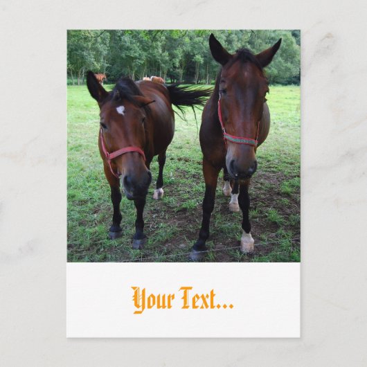 放牧地の馬 ポストカード (正面)