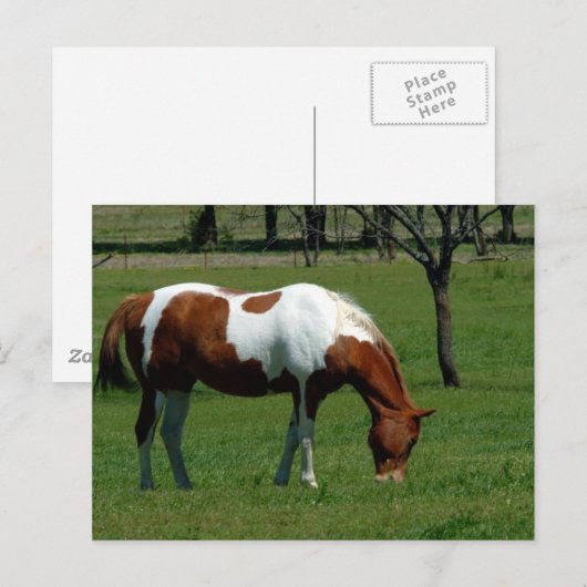 放牧民 ポストカード (正面/裏面)