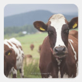 放牧牛 スクエアシール (正面)