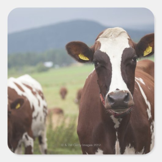 放牧牛 スクエアシール (正面)