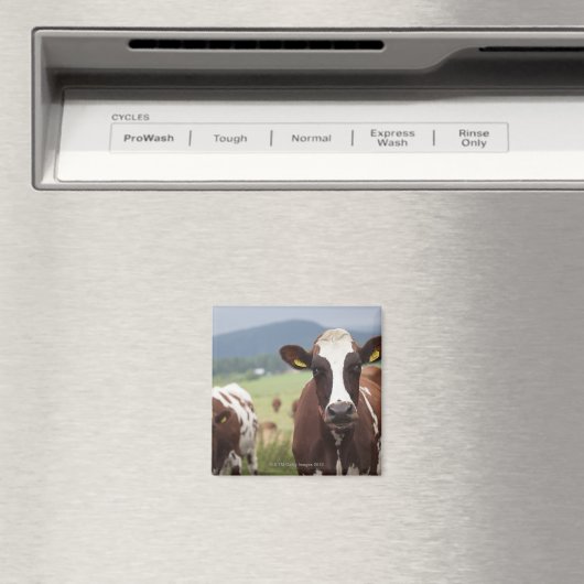 放牧牛 マグネット (インサイチュ (食洗機))