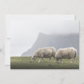 放牧羊の自然写真 (正面)