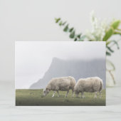 放牧羊の自然写真 (スタンド正面)