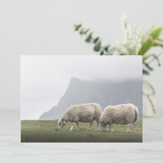 放牧羊の自然写真 (スタンド正面)