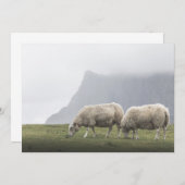 放牧羊の自然写真 (正面/裏面)