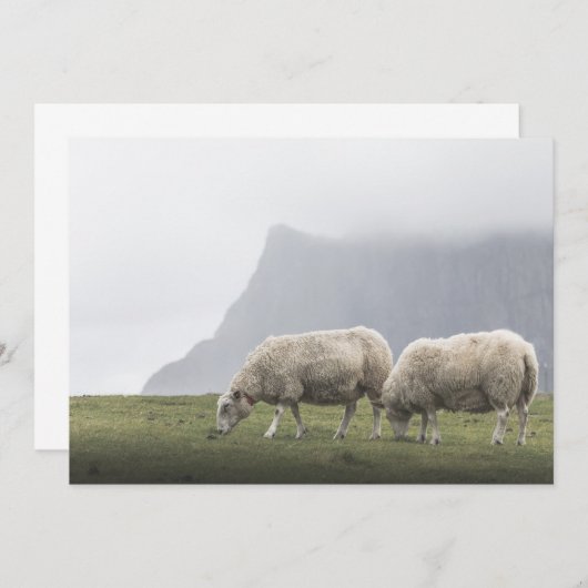 放牧羊の自然写真 (正面/裏面)