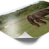 放牧馬 フォトプリント            (角)