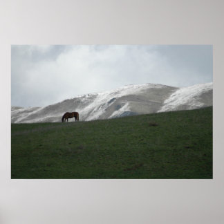 放牧 ポスター