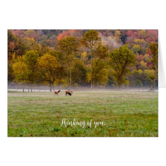 放牧Elkカップル考えのカード (正面横)