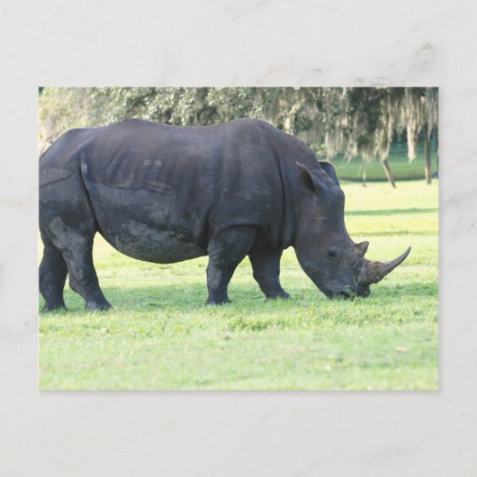 放牧Rhinoポストカード ポストカード (正面)